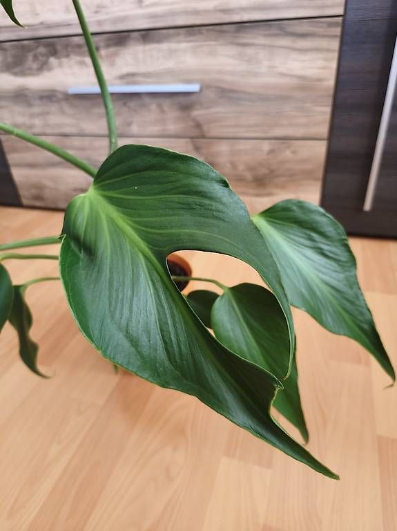 Piante & sementi: Monstera burle marx flame – Usato da Kaisten venduto da lys_zzy8 1