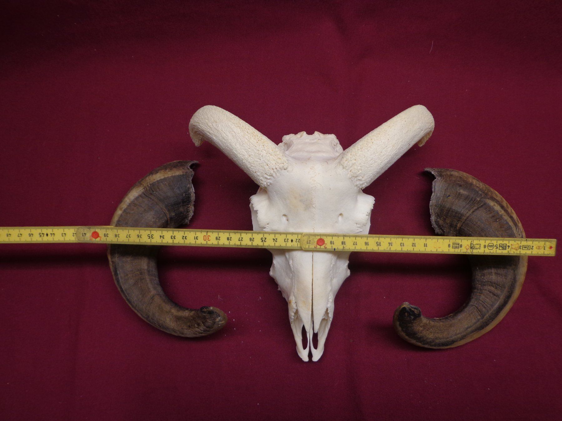 Il mondo degli animali: Widder, Geweihe, Trophäe, Horn, Dekoration, Jagd Abwurfst. – Usato da Andeer venduto da Baerenburger 7