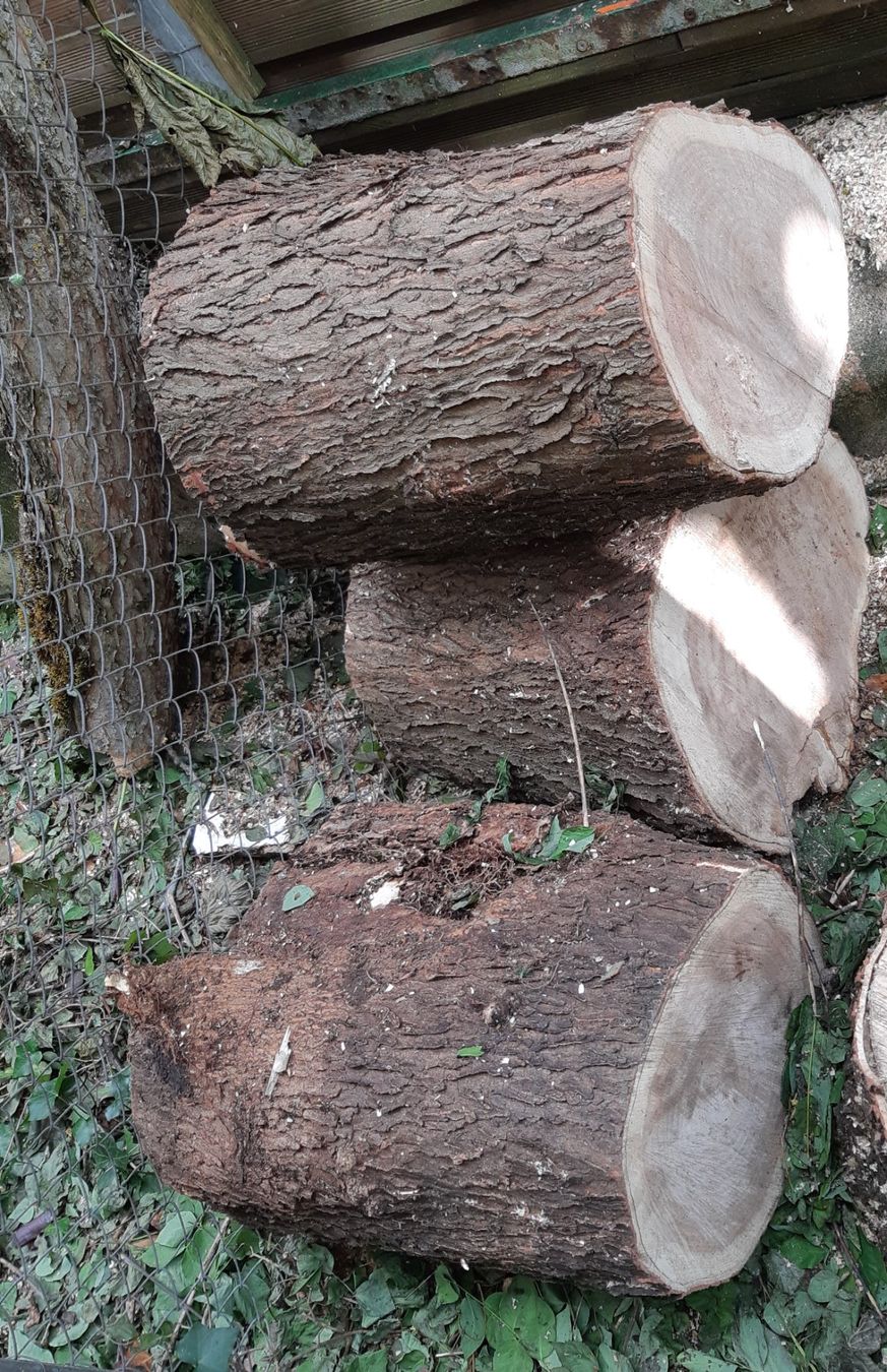 Holzartikel: Brennholz aus Geweihbaum – Neu (gemäss Beschreibung) aus Biel/Bienne von Panache1 3