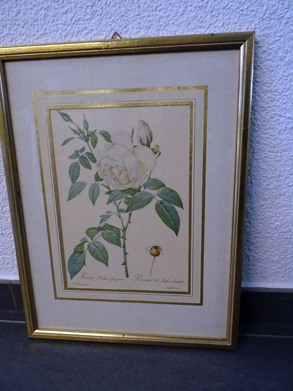 Foto & Immagini: Bild "Rose" von J.P. Redoute – Usato da Obfelden venduto da Borschtsch