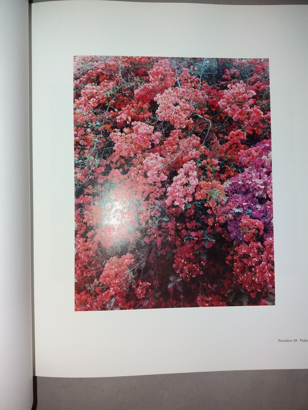 Libri: FOTOKLASSIKER Thomas Struth Zürich – Usato da Welschenrohr venduto da Regool 6