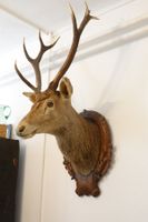 Kapitaler ausgestopfter Hirsch datiert 1922 Jagd Trophäe