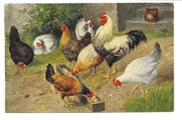 Geflügel - tolzer Hahn mit Hennen beim Fressen - 1924
