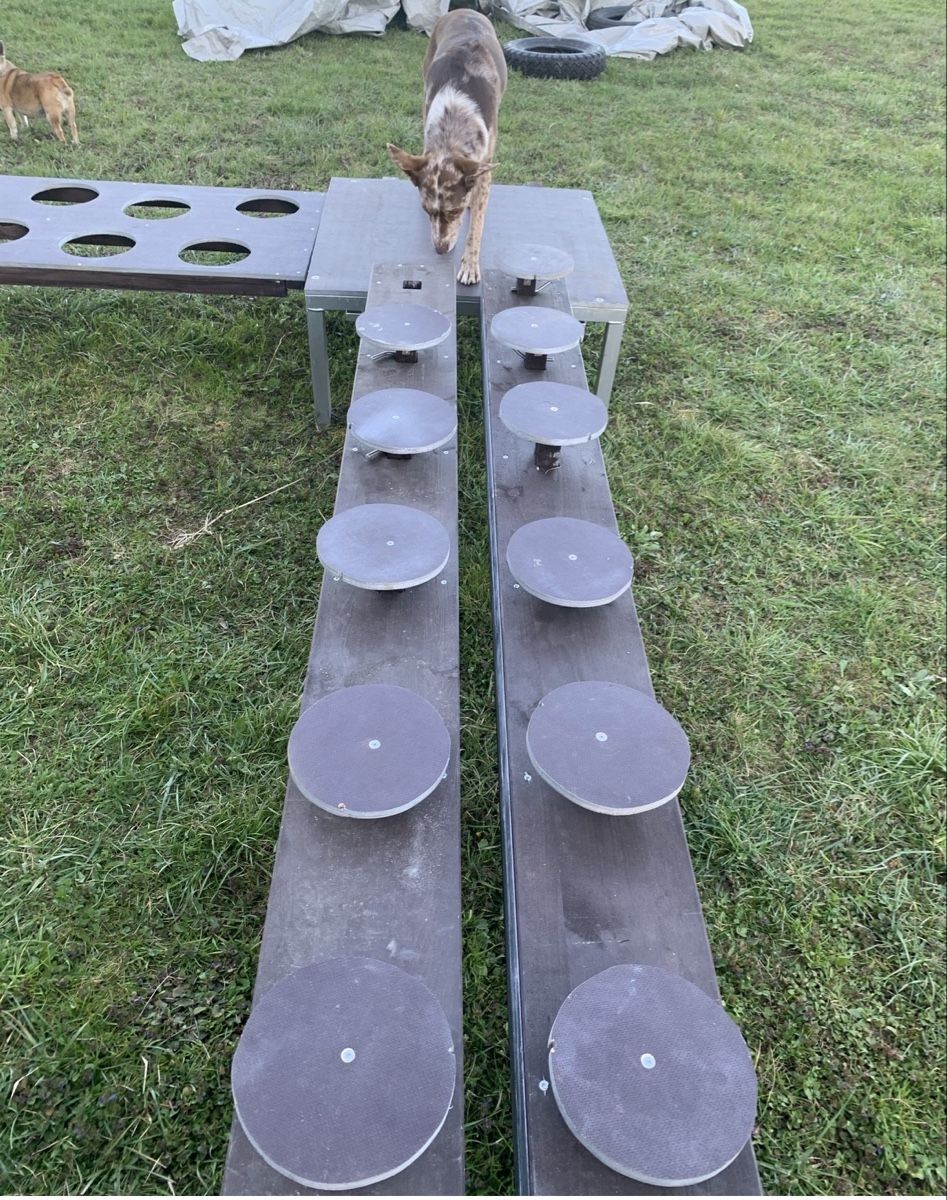 Giocattoli: Hunde-Sport-Geschicklichkeitsprcours – Usato da Balsthal venduto da Almendra 6
