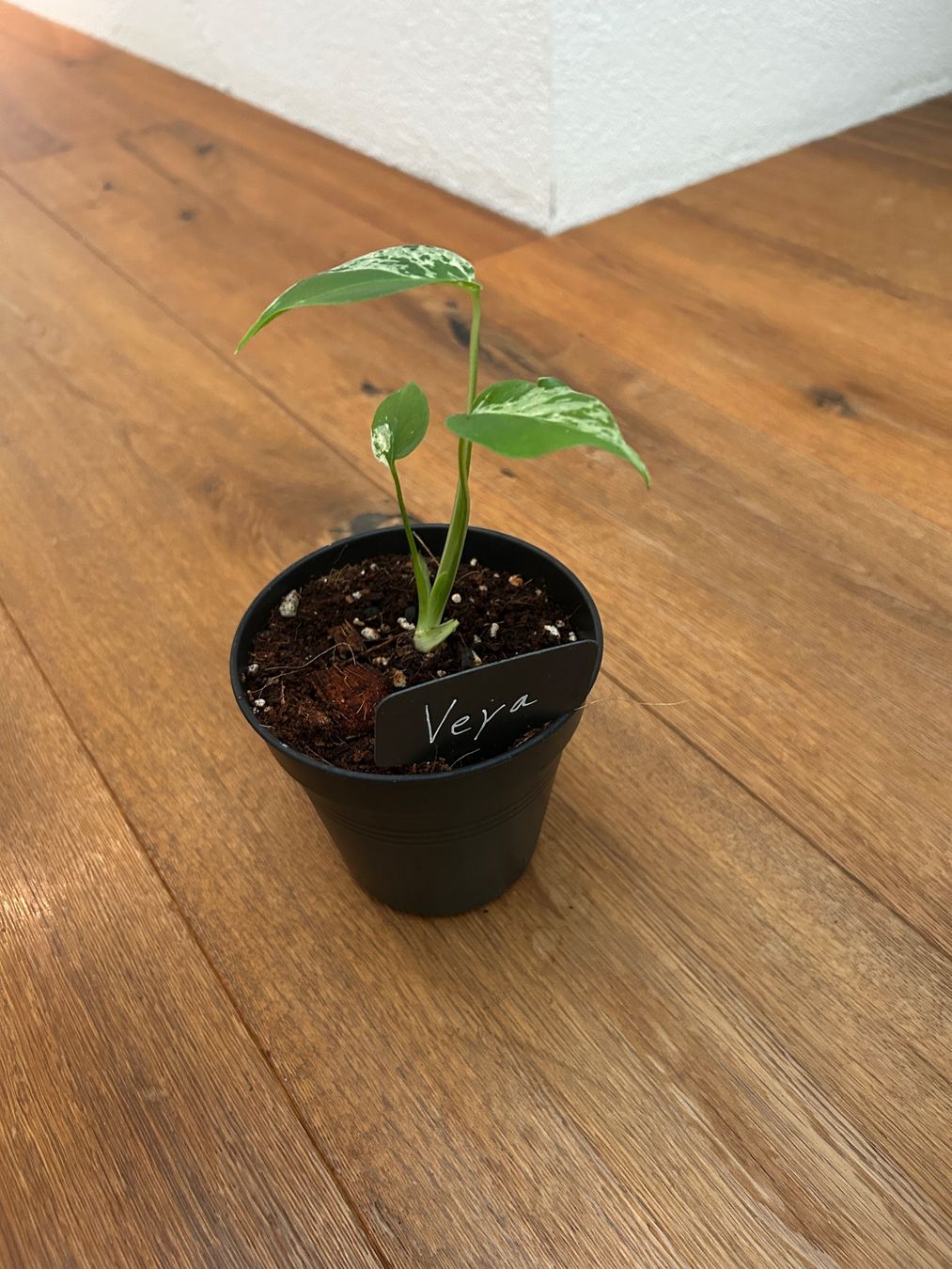Pflanzen & Samen: Monstera Bulbasur💚 – Neu und originalverpackt aus Wattwil von Mikesplantshop 2