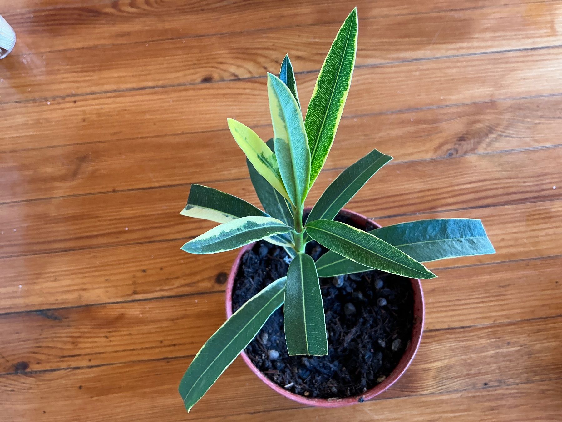 Piante & sementi: Oleander mit panaschierten Blättern (Versand möglich ) – Usato da seon venduto da Agnom 5