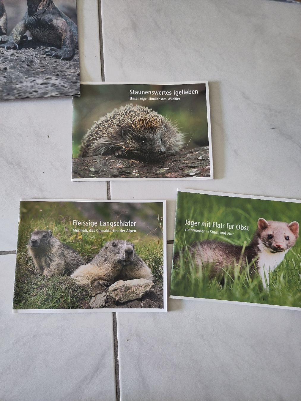 Zeitschriften & Magazine: WWF Panda Club & WWF Magazine – Gebraucht aus Dettighofen Lengw. von mai_75wt 3