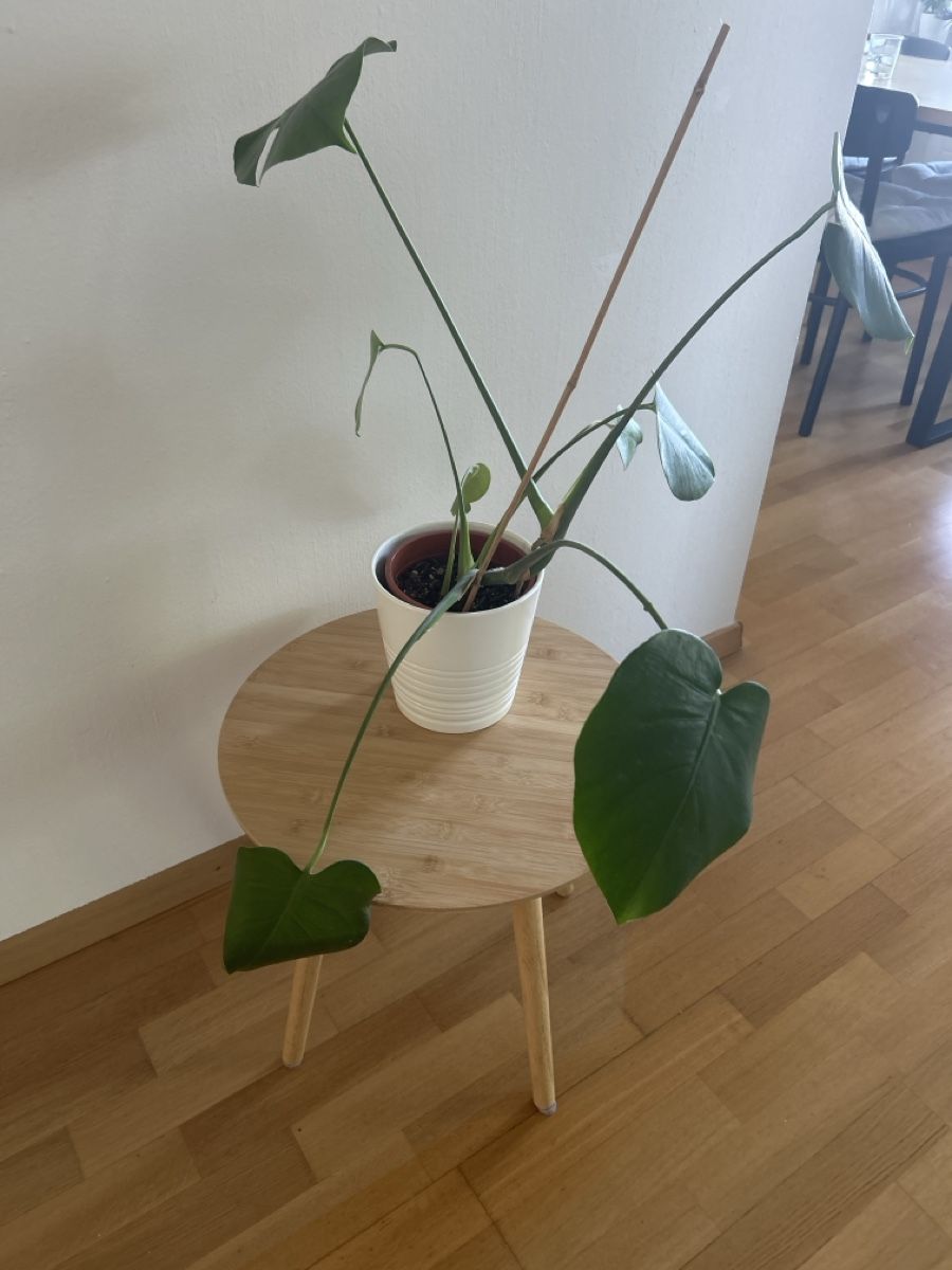 Piante & sementi: Monstera Zimmerpflanze mit Topf – Usato da Zürich venduto da cla_g627 1
