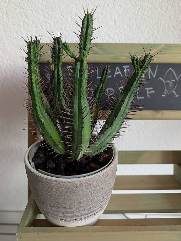 Piante & sementi: Kaktus/cactus Pincushion Euphorbia  – Usato da Bern venduto da lux_m2w7