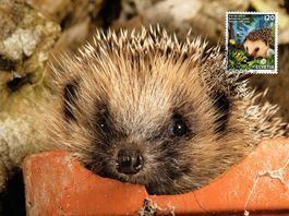 Maximumkarte Tier des Jahres 2026 - Igel