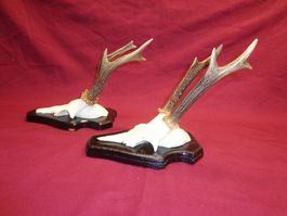 Reh, Geweihe, Trophäe, Horn, Dekoration, Jagd Abwurfstangen