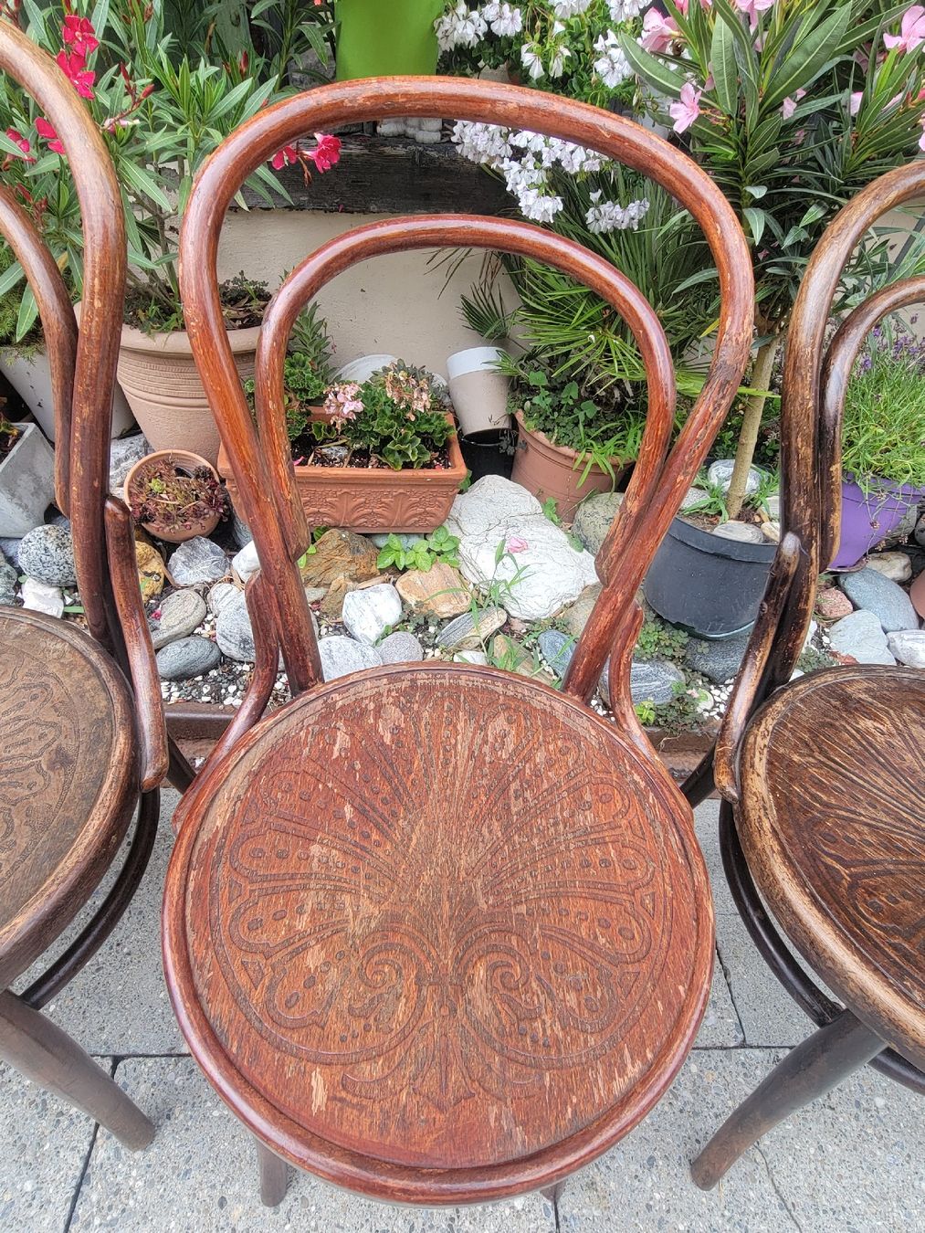Chaises: 4 Bugholzstühle antik – D'occasion à Sils im Domleschg par platin01 2