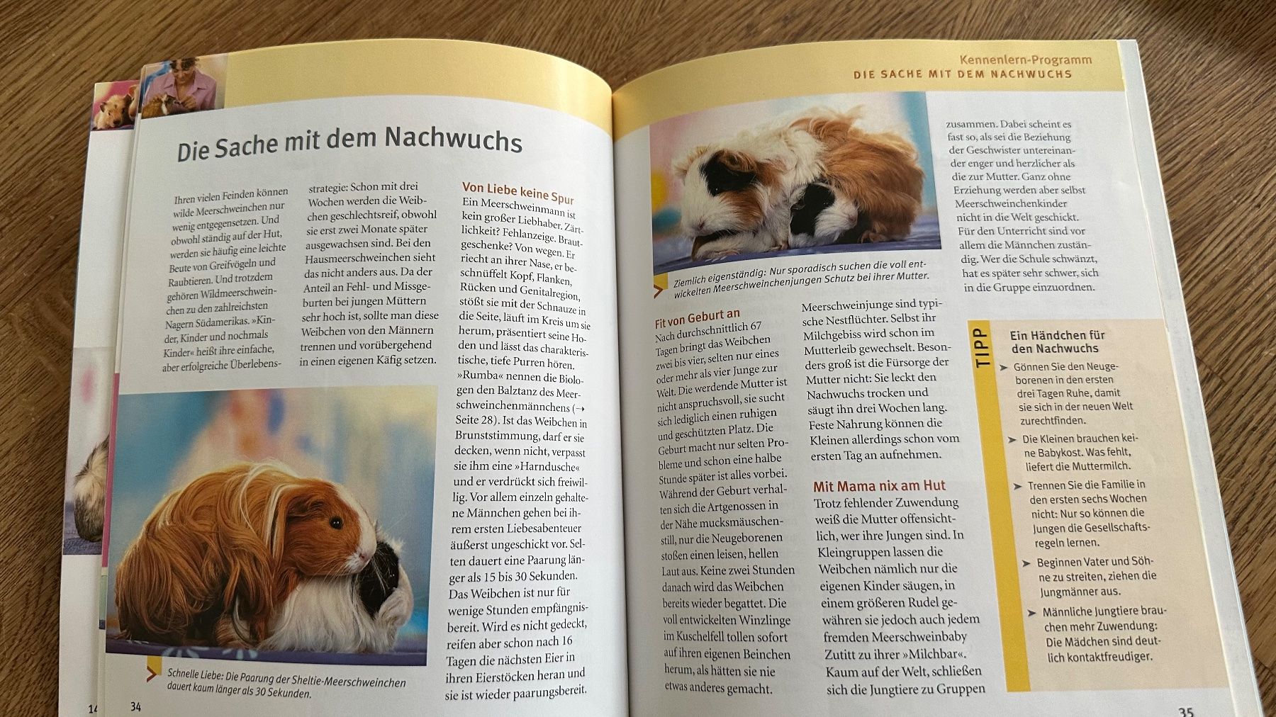 Bücher: 2 Ratgeber Meerschweinchen – Gebraucht aus Krauchthal von Kiddy32 3
