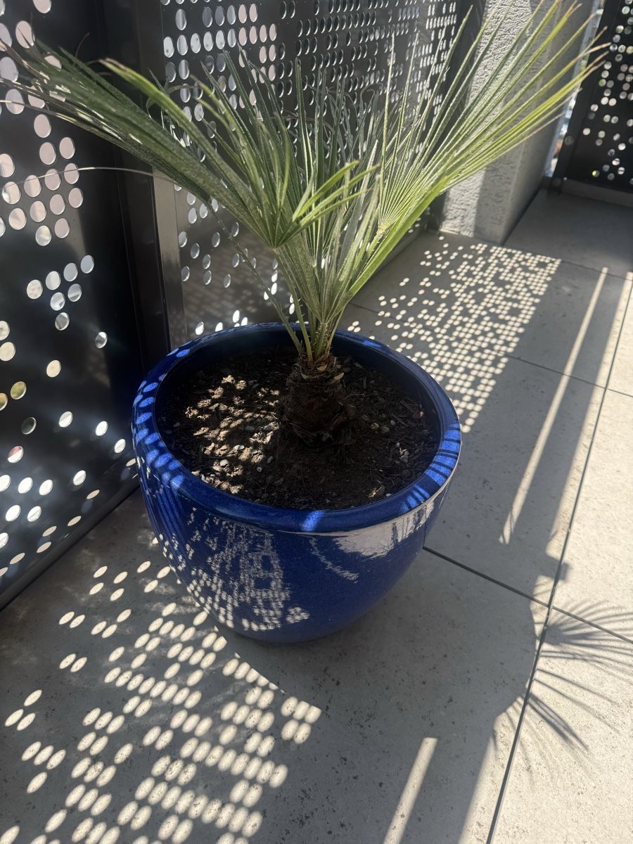 Plantes & graines: Anlage – D'occasion à Rorschach par ilo_jxk7