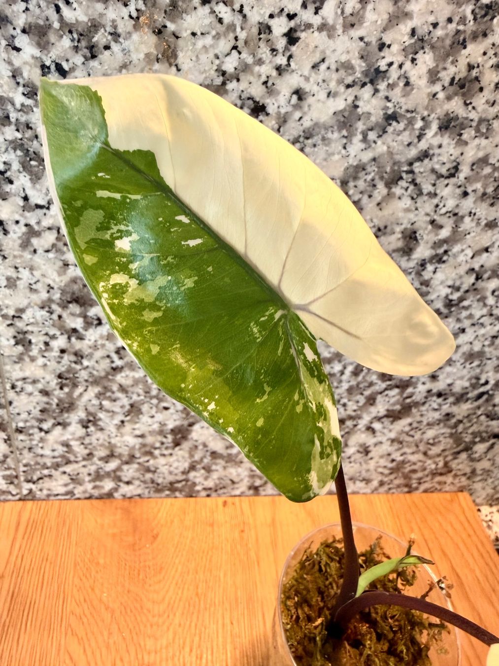 Piante & sementi: Alocasia Black Stem Albo – Nuovo (secondo la descrizione) da Kaiseraugst venduto da dka_b97z 1