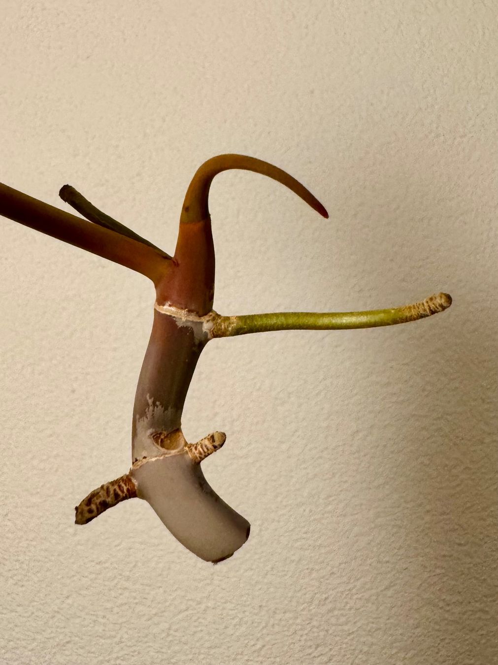 Piante & sementi: Philodendron Billietiae | Fresh Top Cutting – Nuovo (secondo la descrizione) da Bülach venduto da Bloom_Witch 2