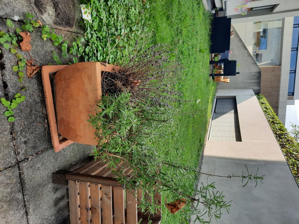 Aprikosenbaum, Rosmarin, Oregano, Ikea Rankhilfe, Holztreppe Kaufen