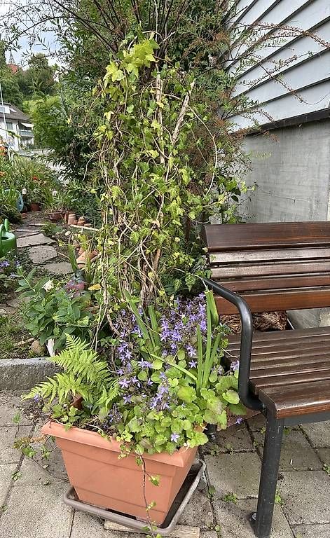 Pflanzen & Samen: 4 Pflanzen im Topf  – Gebraucht aus Frauenfeld von Irene.Schuppli 3