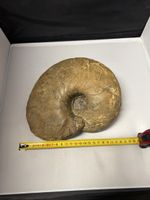Grosses Ammoniten Fossil ca 20 cm Durchmesser braun