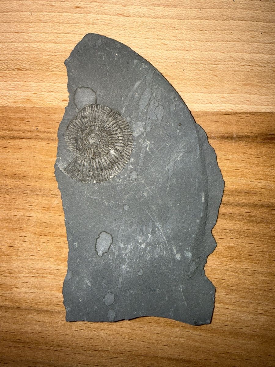 Fossili: Versteinerter Ammoniten-Abdruck – Usato da Grenchen venduto da Bastet007