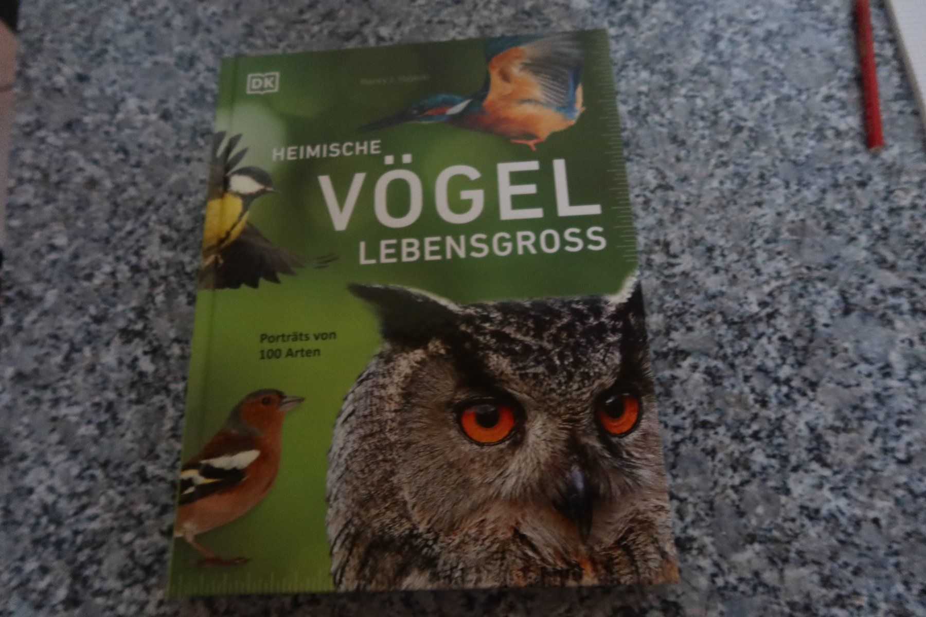 Statuette: Heimische Vögel Lebensgross – Nuovo (secondo la descrizione) da Täuffelen venduto da Cindybussy