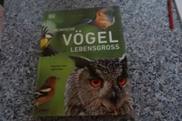Heimische Vögel Lebensgross
