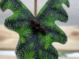 Alocasia Jacklyn Rhizom