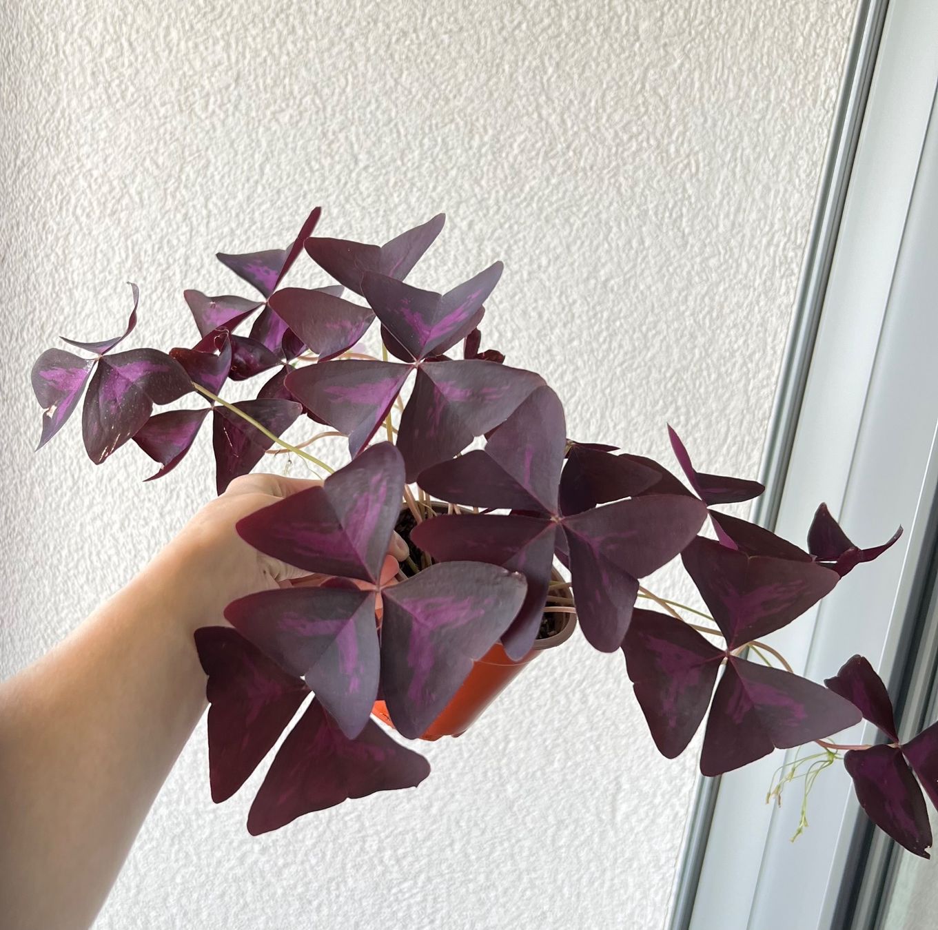 Piante & sementi: Oxalis Triangularis, Roter Glücksklee – Usato da Glattpark(Opfikon) venduto da ste_n99y