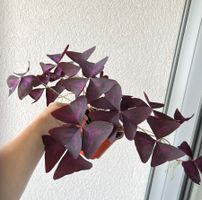 Oxalis Triangularis, Roter Glücksklee