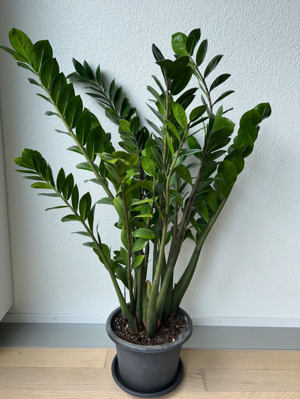 ZZ plant Glcksfeder Zamioculca with planter - Large (Gebraucht) in  Kilchberg ZH fr CHF 39  nur Abholung auf Ricardo kaufen