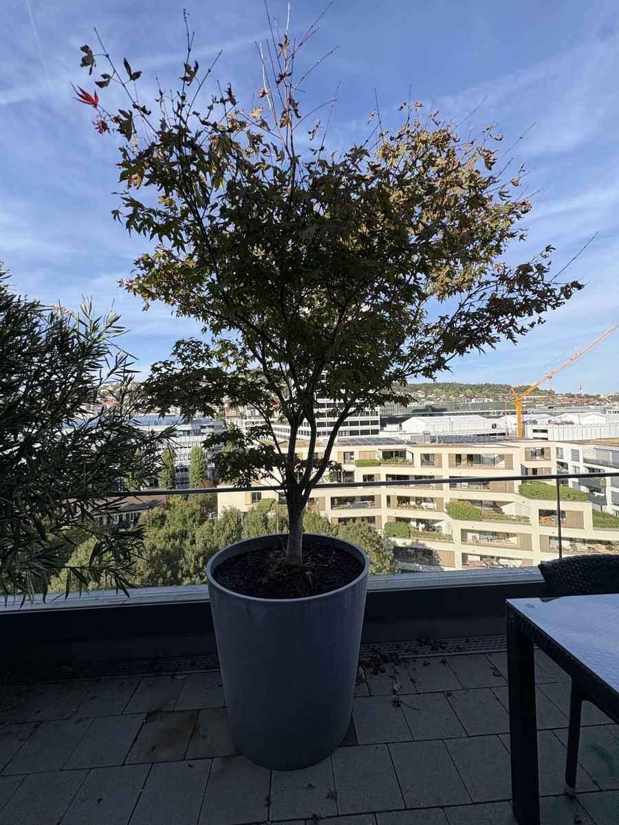 Pflanzen & Samen: Grosser Fächerahorn mit Topf  – Gebraucht aus Zürich von seb_8rsb 7