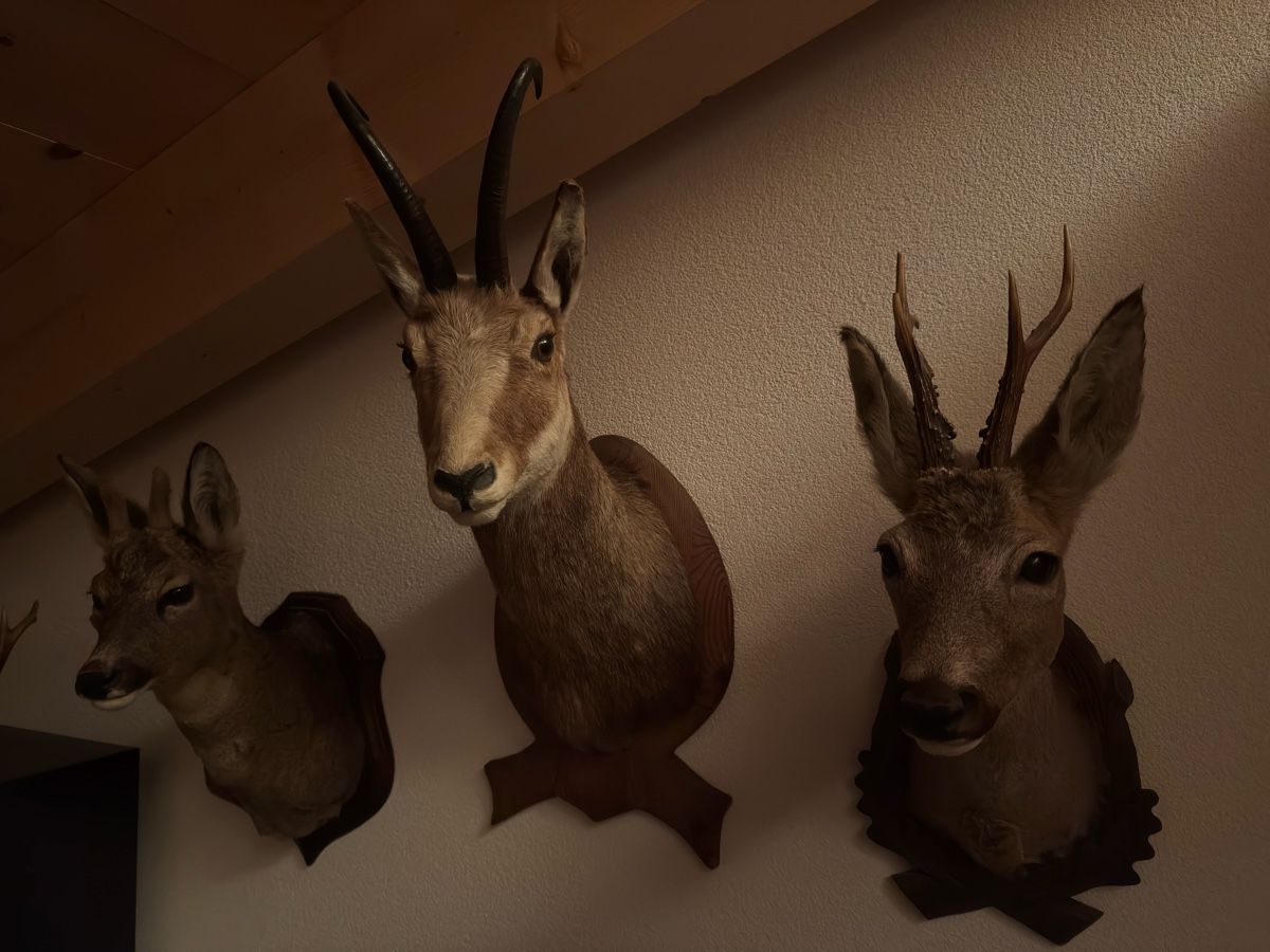 Il mondo degli animali: Chevreuils et chamois naturalisés – Usato da Versegères venduto da yan_d6g2 4
