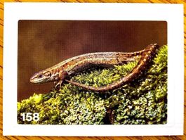 Migros Nature Detectives - Bild Nr. 158
