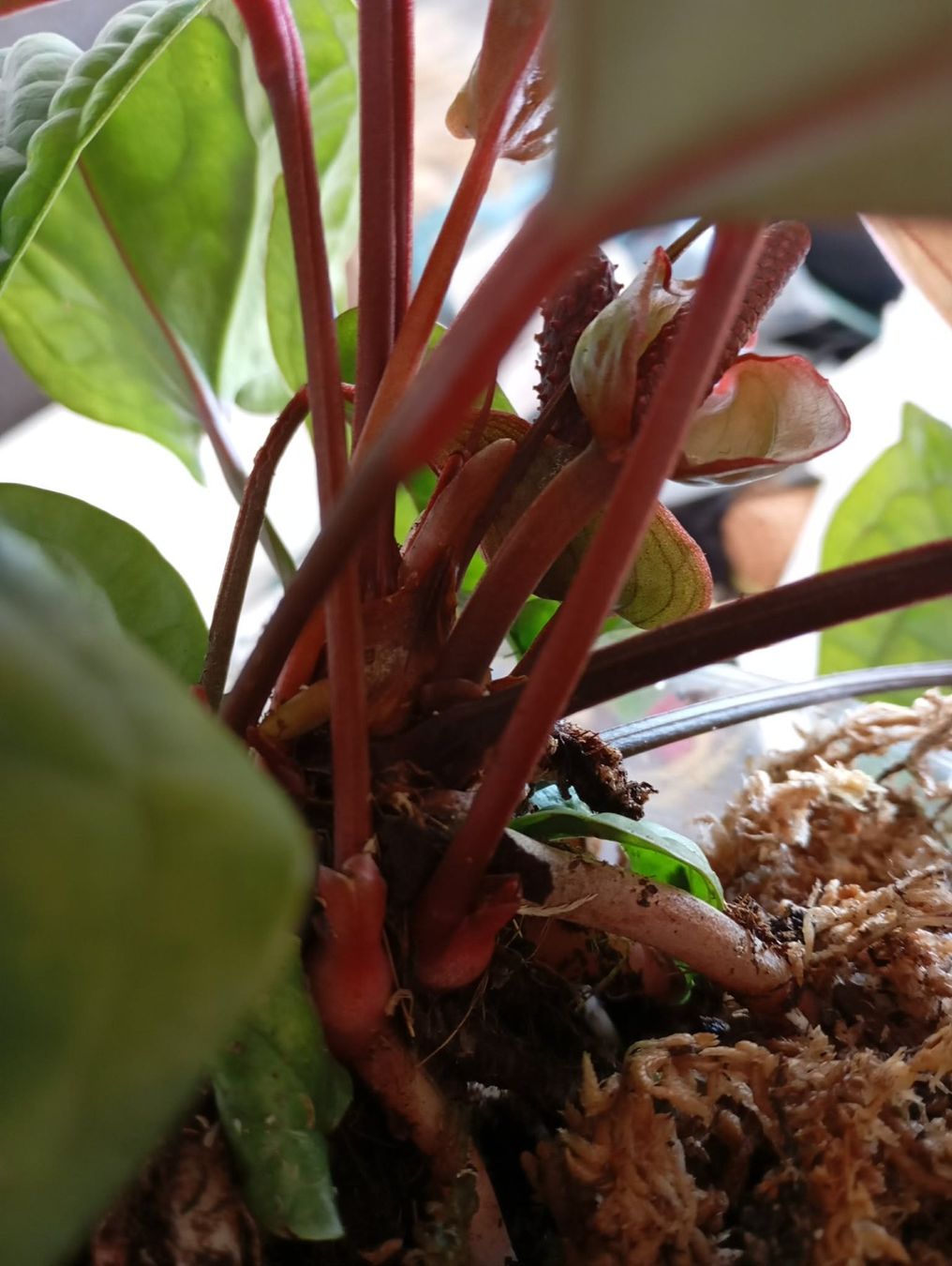Piante & sementi: anthurium radicans x luxurians – Nuovo e nell'imballaggio originale da Mönchaltorf venduto da engel3333 6