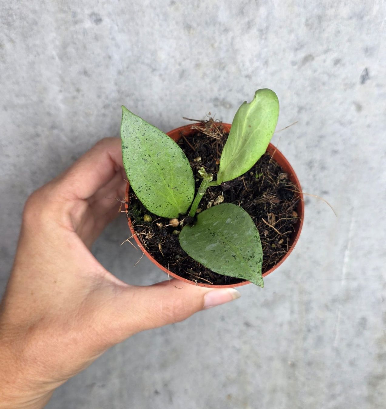 Piante & sementi: Hoya nicholsoniae 'New Guinea Ghost' – Nuovo (secondo la descrizione) da St.Erhard venduto da Plumilandschweiz