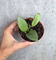 Hoya nicholsoniae 'New Guinea Ghost'