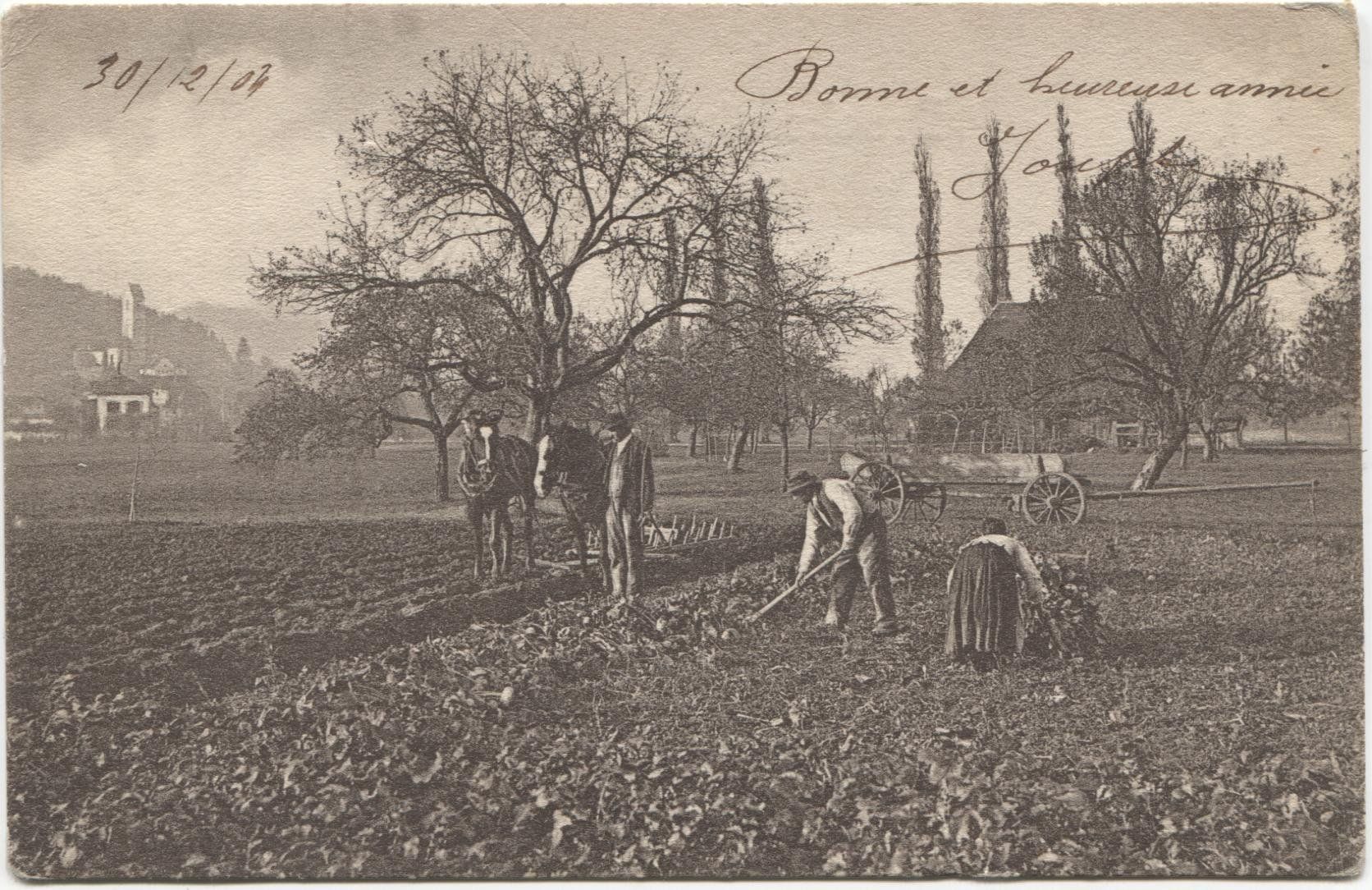 Cartoline postali: SUHR AG 1904 Landwirtschaft - Ackerbau – Usato da Rothrist venduto da Clanx