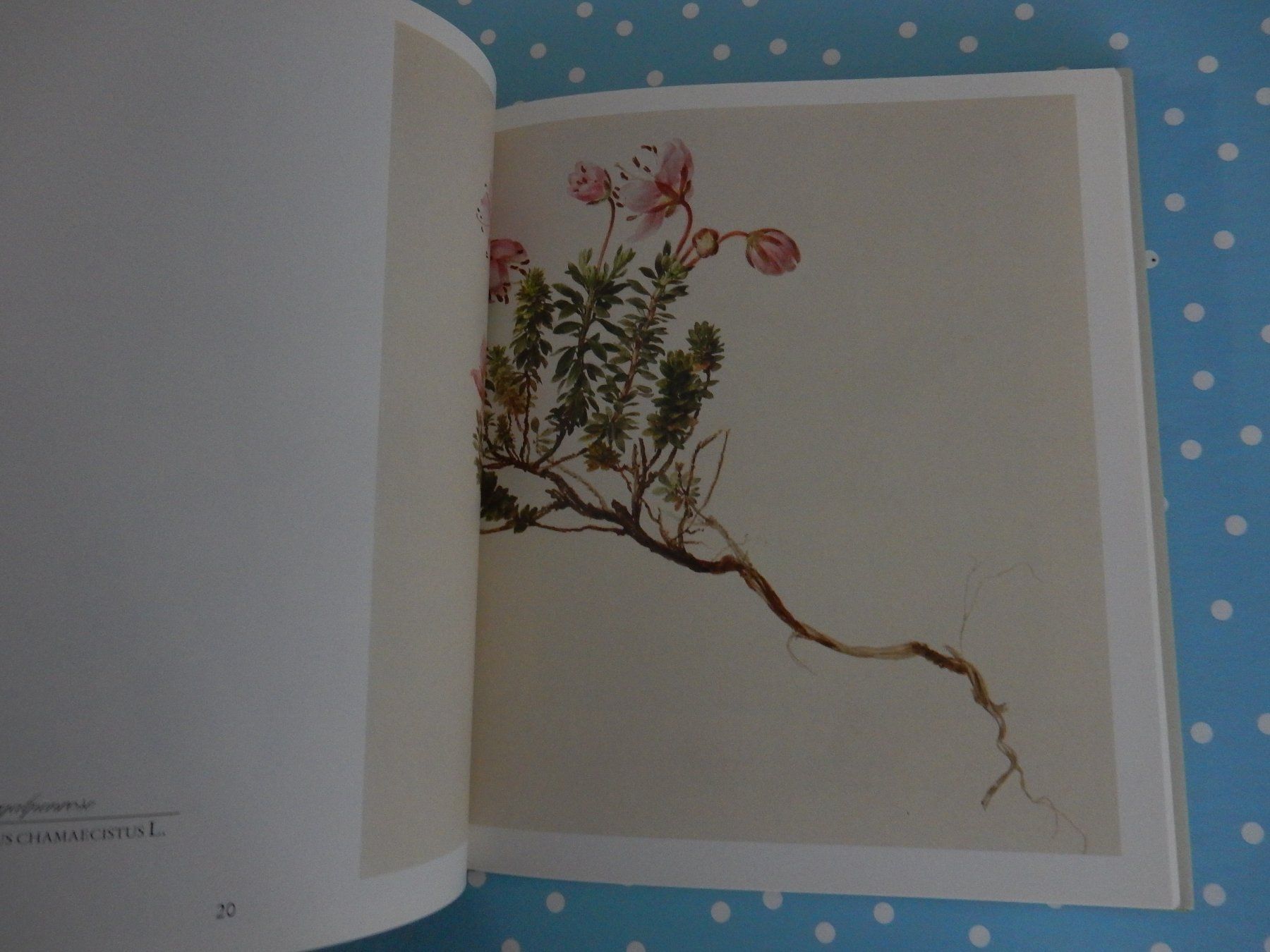 Bücher: M. Daffinger Alpenblumen Aquarelle wunderschönes Blumenbuch – Neu (gemäss Beschreibung) aus Jona von JOberg_25 7
