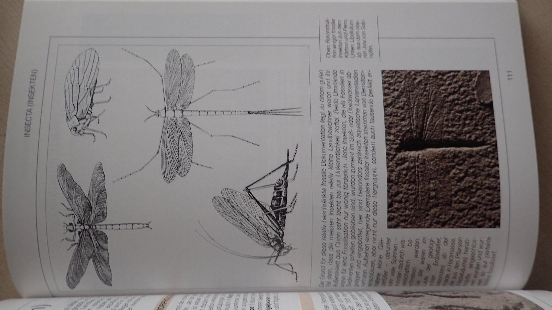 Libri: Fossilien Buch in Farbe – Usato da Rickenbach BL venduto da Oktober68 4