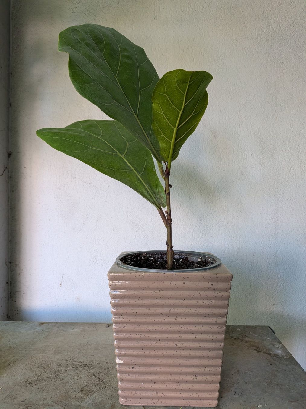 Piante & sementi: Ficus Lyrata (geigenfeige) – Usato da Bern venduto da Hydrom