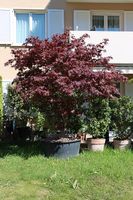 Japanischer Fächerahorn Acer palmatum Atropurpureum Solitär