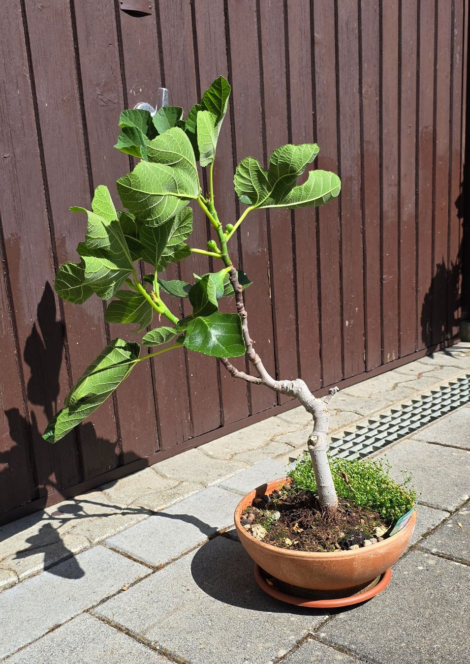Piante & sementi: Feigenbaum Bonsai Art mit Früchten – Usato da Aarburg venduto da popkorn65 4
