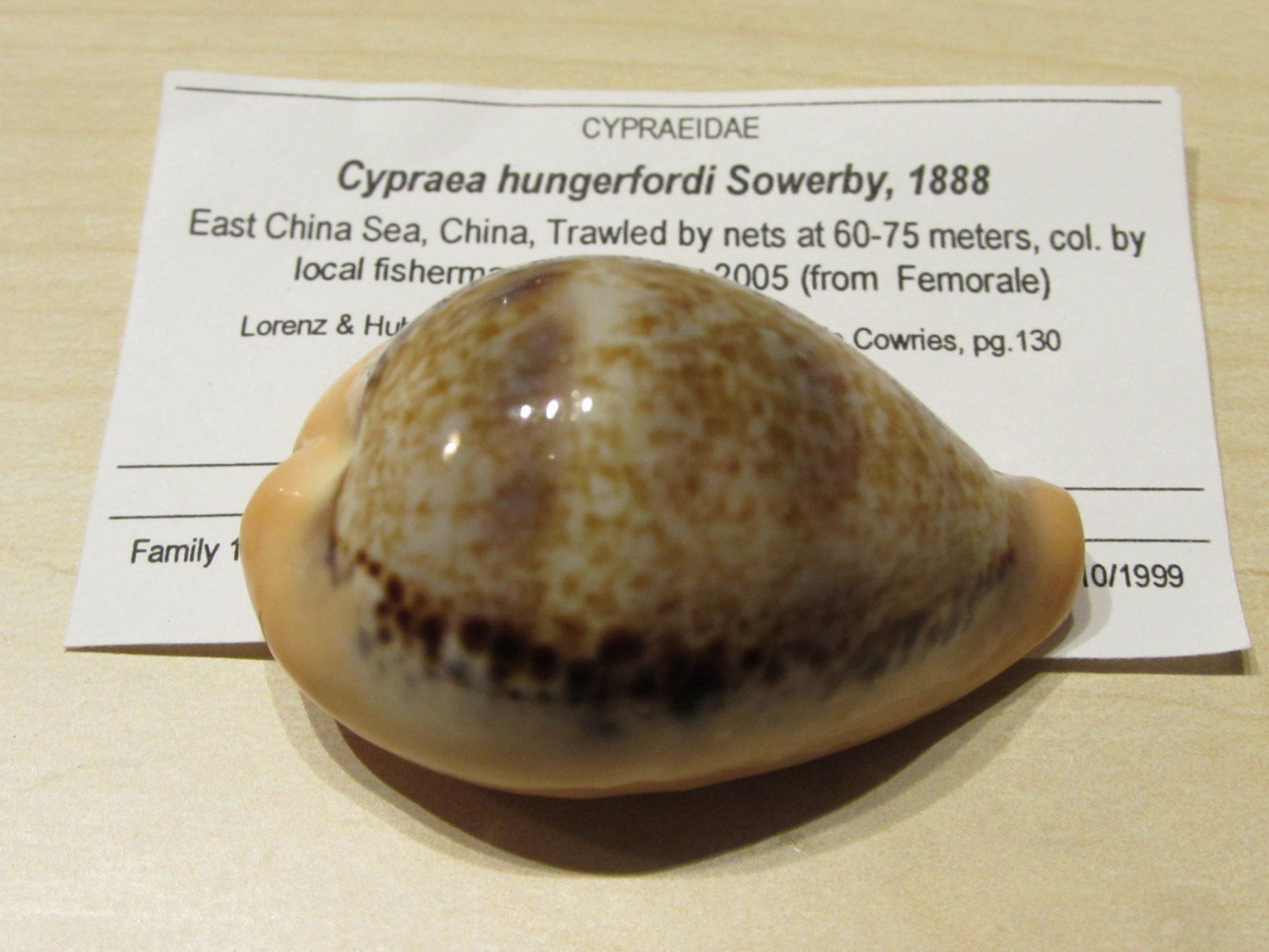 Fossili: Meerestiere, alte Muschel Sammlung, 13 stck – Usato da Walchwil venduto da Shells1 7