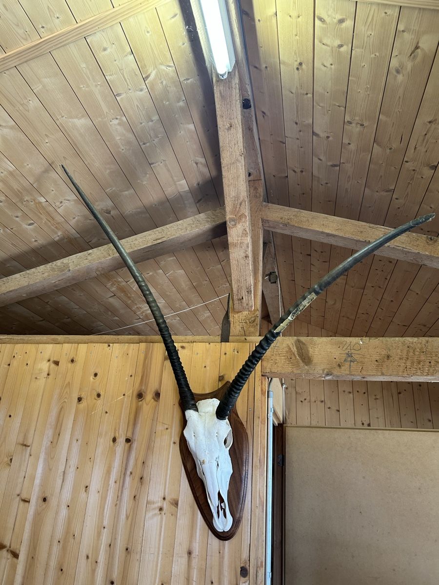 Sonstiges zum Sammeln & Seltenes: Schädeltrophäe einer Oryxantilope – Gebraucht aus Bellach von Veritas4