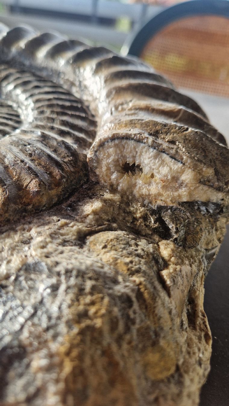 Fossili: Grosser Ammonit Arietites  – Usato da Niederhasli venduto da rehauge01 8