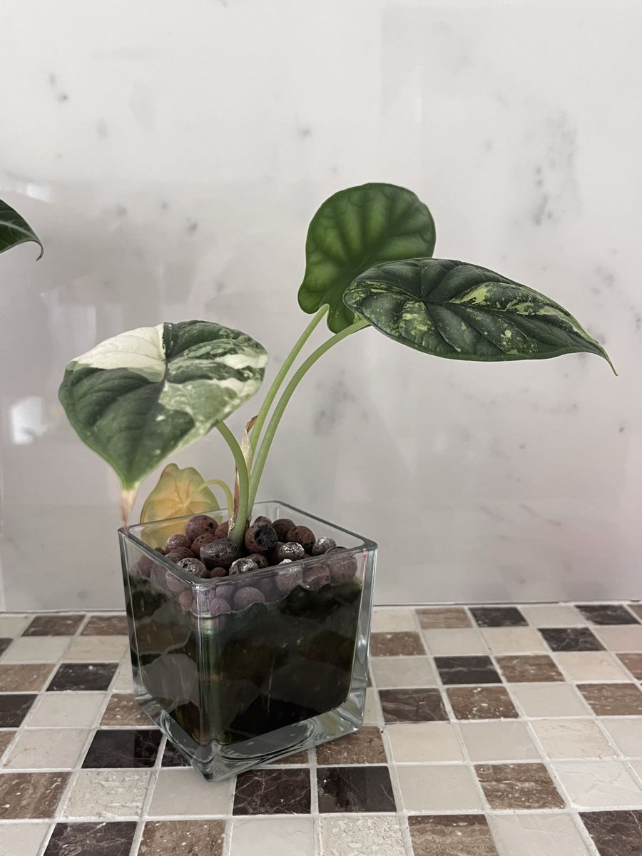 Piante & sementi: Alocasia Dragon Scale Albo Variegata – Usato da Lugano venduto da The_Botanists 1