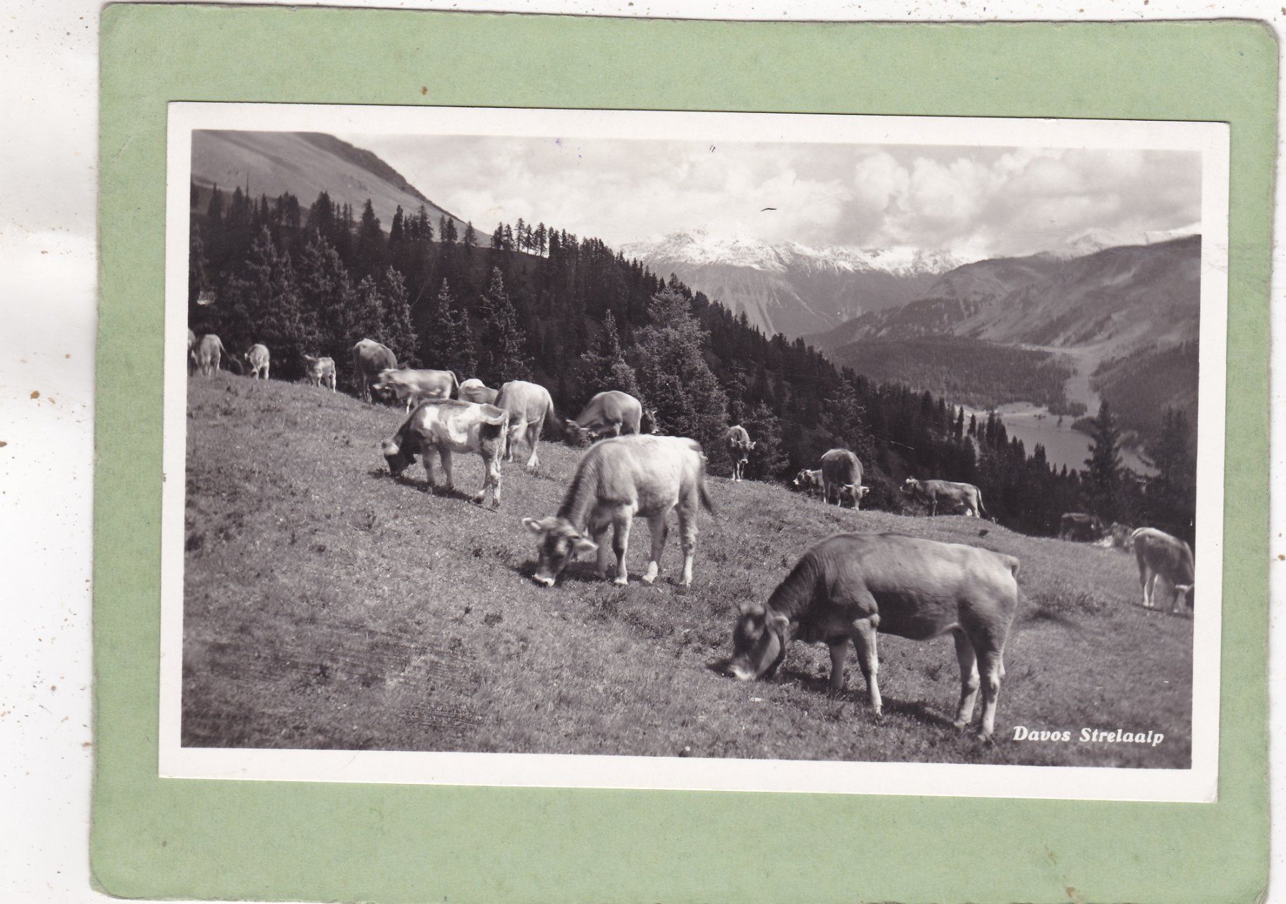 Cartoline postali: Davos Strelaalp Kühe 1948 – Usato da Herisau venduto da Lisegrat2008