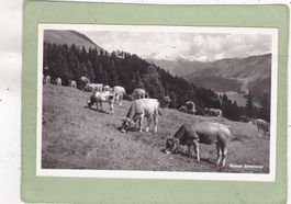 Davos Strelaalp Kühe 1948