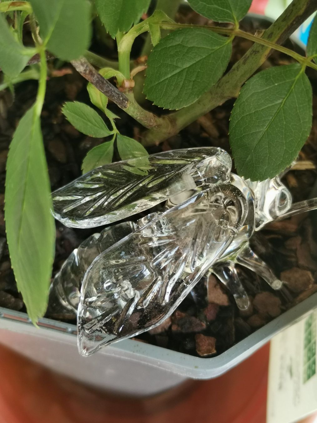 Glasi Hergiswil Bicchieri: Die Glasbiene von Glasibläserei Hergiswil – Nuovo e nell'imballaggio originale da Seuzach venduto da Tritis01 5