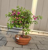 Mediterrane Bougainvillea in Terracotta-Schale